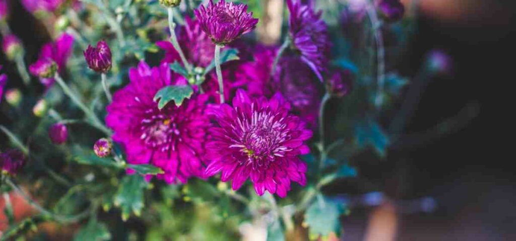 Bunga krisan (Chrysanthemum) mampu memfilter polutan seperti chrysanthemum, mengusir amonia, benzena, formalin, dan xylene dari udara di ruanganmu.