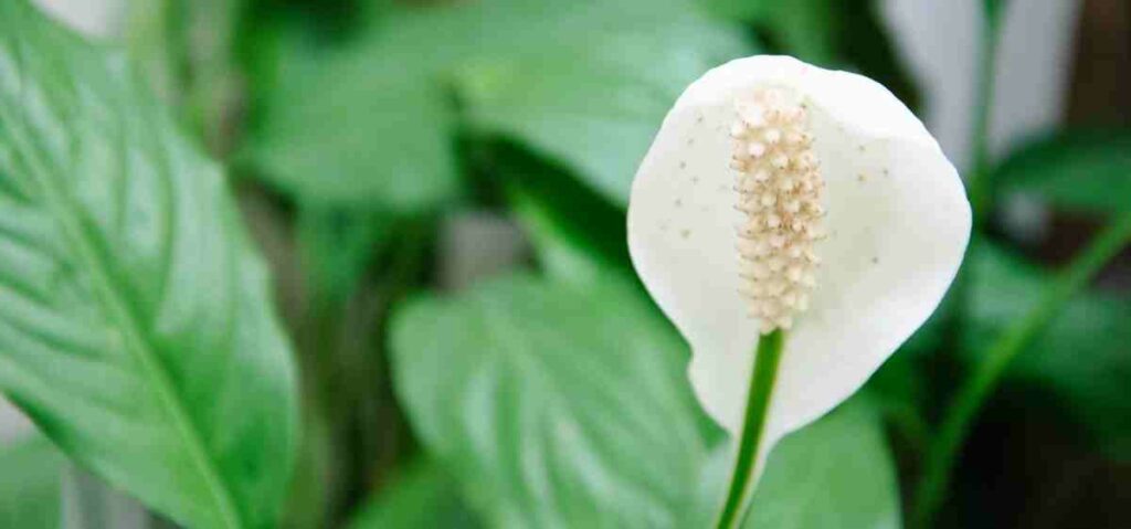 Peace lily (Spathiphyllum wallisii) bisa menyerap udara kotor dan senyawa berbahaya