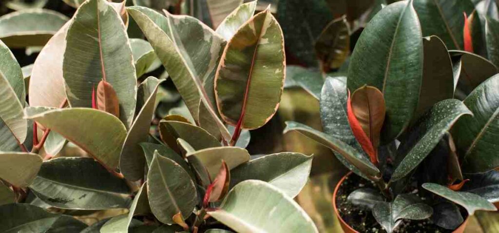 Rubber plan (Ficus elastica) mampu membuat udara menjadi sejuk karena mampu menyerap zat kotor.