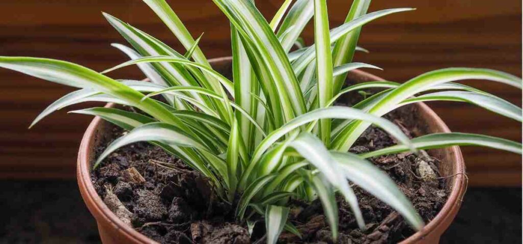 Tanaman Spider plant (Chlorophytum comosum) atau lili paris mampu menyaring udara kotor yang disebabkan oleh perabotan di rumah seperti kertas, kayu, hingga plastik.