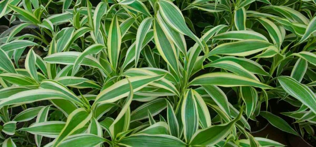 Warneckii termasuk salah satu tanaman hias yang paling ampuh untuk membersihkan udara dari polutan.