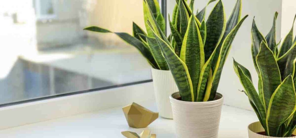 lidah mertua atau Sansevieria trifasciata ini juga memiliki kemampuan menyerap berbagai jenis gas polutan berbahaya seperti karbon dioksida (CO2), benzene, formaldehyde, dan trichloroethylene.