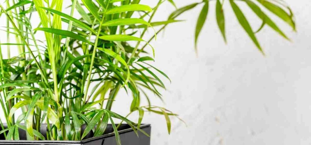 palem bambu (chamaedorea seifrizii) dapat membersihkan udara kotor dengan menyerap zat berbahaya di udara sekitarnya.