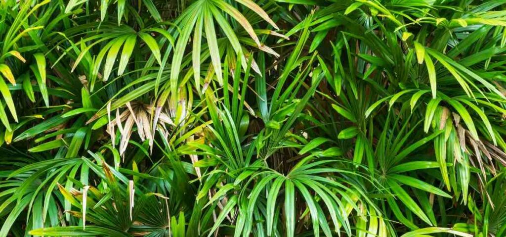 palem jari (Rhapis excelsa) mampu menghilangkan kandungan formaldehida, ammonia, toluena, benzena di udara.