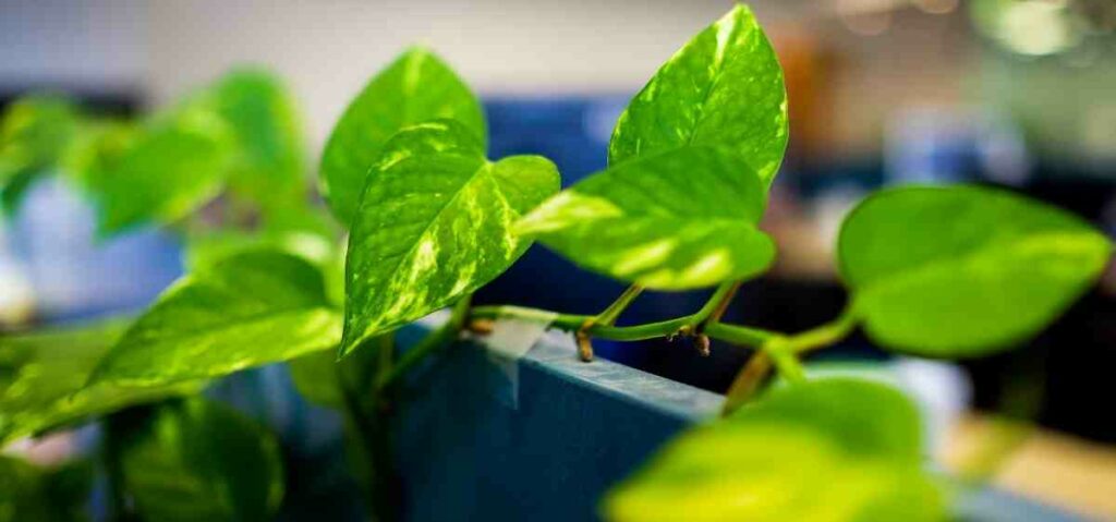 sirih gading (Epipremnum aureum) bisa menyerap karbon dioksida