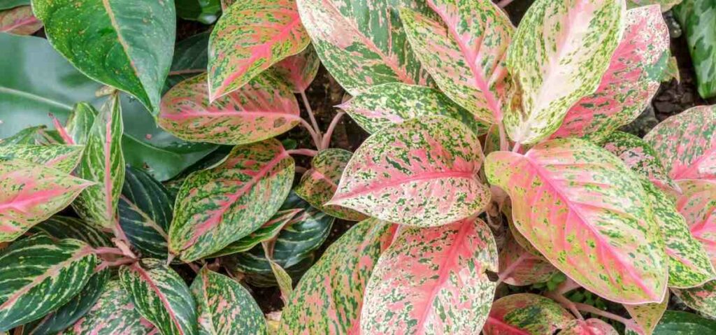 sri rezeki (Aglaonema) aktif dalam menyaring udara di dalam ruangan dan aktif dalam menghasilkan oksigen.