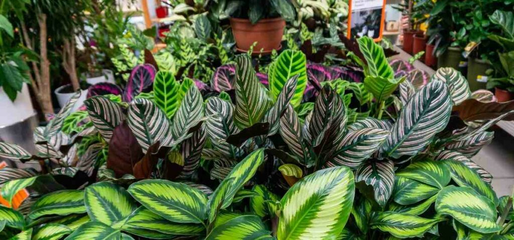 kamu bisa memelihara tanaman untuk mengurangi pencemaran udara