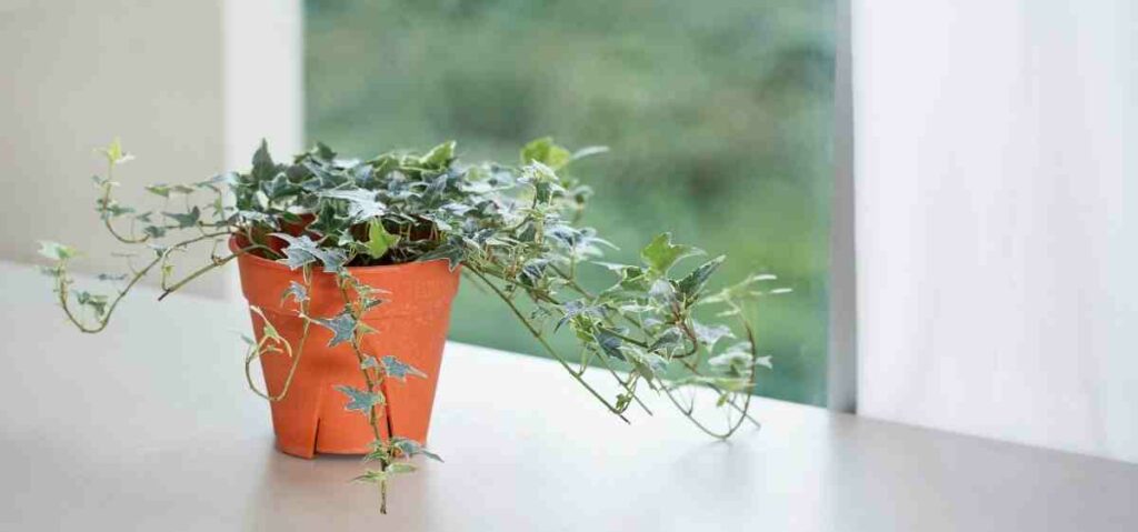 tanaman english ivy mampu menyerap jamur.