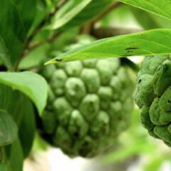 Jarang Diketahui, 7 Manfaat Daun Srikaya bagi Kesehatan Tubuh