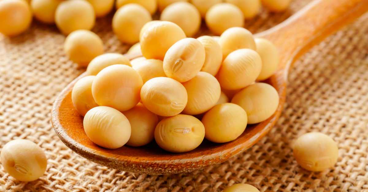 Kaya Protein, 7 Manfaat Kacang Kedelai untuk Kesehatan Tubuh