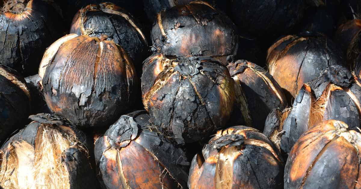 Rasa yang Unik, Ketahui 7 Manfaat Kelapa Bakar untuk Kesehatan Blog Rey