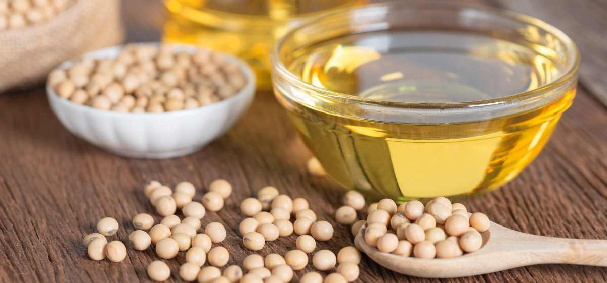 Kacang kedelai mengandung antioksidan isoflavon, mineral, vitamin, dan asam lemak omega-3
