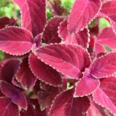 9 Manfaat Daun Miana, Berapa Kali Sebaiknya Diminum?