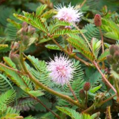11 Manfaat Daun Putri Malu dan Efek Sampingnya