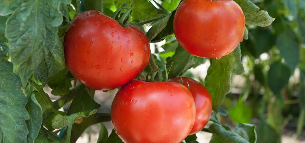 Apa Manfaat Makan Tomat Mentah untuk Wajah dan Tubuh?

Buah tomat memiliki kandungan yang beragam dan bermanfaat untuk tubuh.

Kandungan nutrisi tomat antara lain vitamin A, B1, B3, B6, B9, C, E, dan K, serta mineral seperti kalium, magnesium, mangan, kalsium, zat besi, zink, kolin, fosfor, likopen, phenolic, karotenoid, dan zeaxanthin.