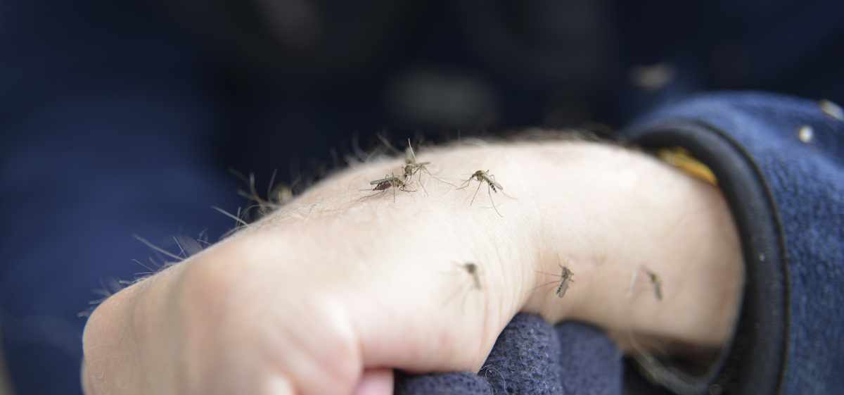 Salah satu penyebab utama banyaknya nyamuk adalah kelembapan.