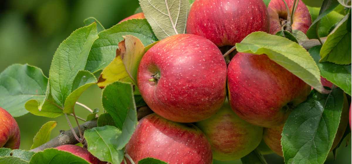 Apakah Apel Mengandung Vitamin C? Ya, buah apel mengandung vitamin C (asam askorbat) yang mampu memenuhi 10% kebutuhan harian vitamin C.
