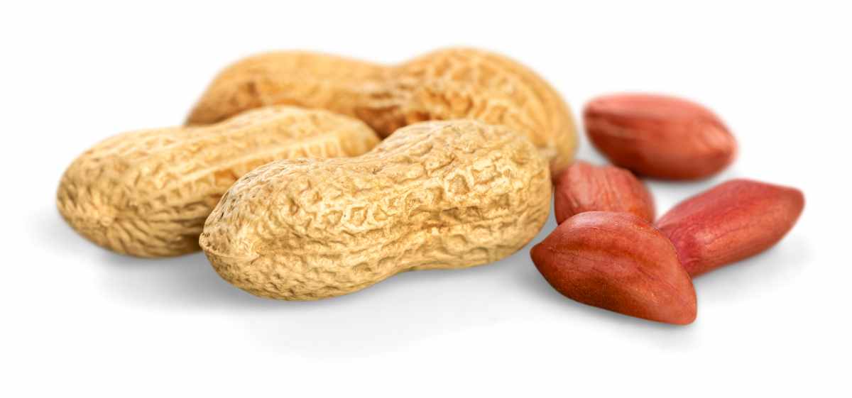 Apakah Makan Kacang Menyebabkan Batuk? Ini Penjelasannya