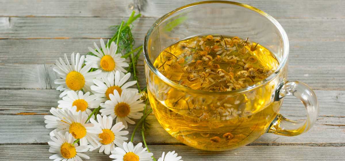 Teh chamomile merupakan salah satu minuman pelega tenggorokan yang menenangkan dan dapat membantu meredakan sakit tenggorokan. 