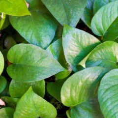 10 Manfaat Sirih Cina untuk Kesehatan Tubuh dan Cara Mengolahnya