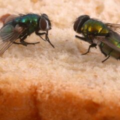 9 Cara Mengusir Lalat yang Ampuh, Ternyata Bisa Menggunakan Ini