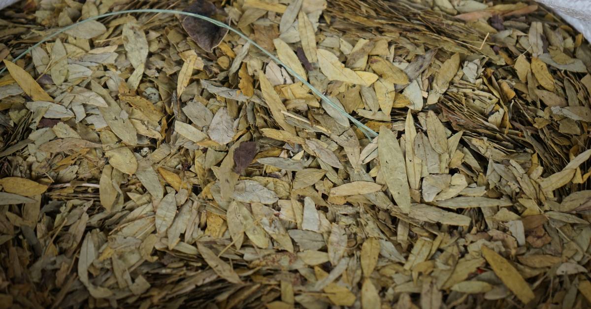 Manfaat teh jati cina untuk kesehatan tubuh yaitu menurunkan berat badan, mengobati ambeien. dan mengobati asam urat.