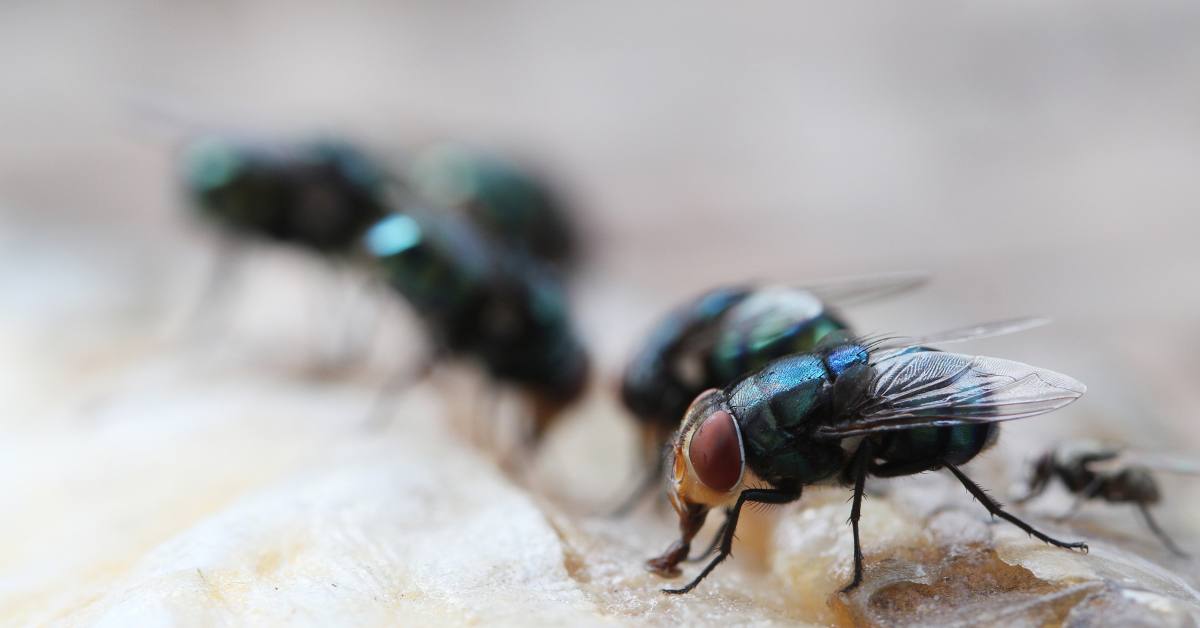 Ada beberapa cara mengusir lalat dari rumah, salah satunya menggunakan ekstrak tanaman tertentu seperti lavender.