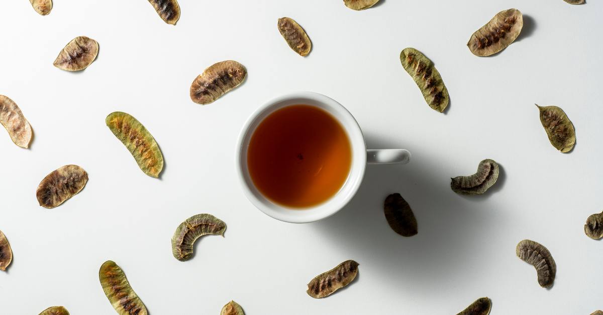 Cara minum teh jati cina agar cepat langsing yaitu bisa dengan menyaring ampas daun teh jati cina yang kering, meminum kapsul teh jati cina, atau dengan menyeduh teh jati cina celup.