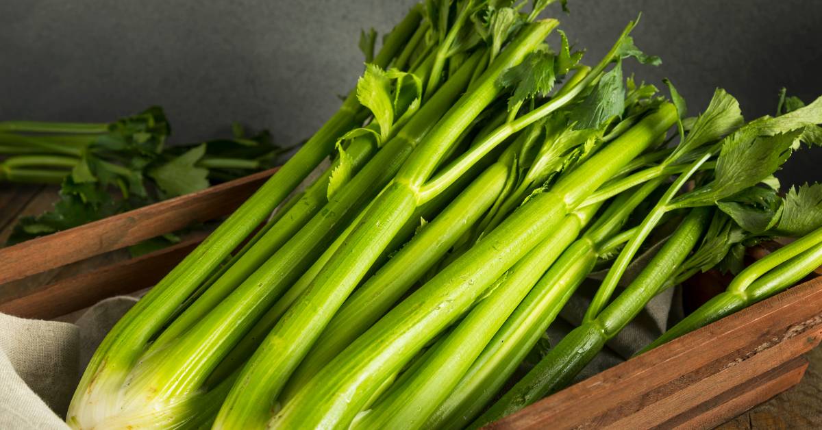 Cara meluruskan rambut secara alami salah satunya dengan daun seledri.