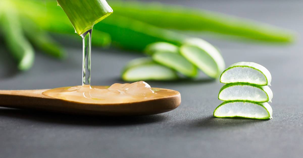 Salah satu cara menghilangkan cacar air dengan cepat adalah menggunakan gel lidah buaya.