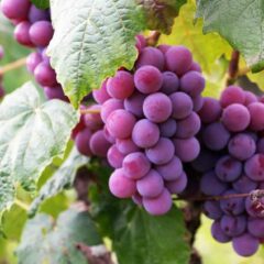 18 Manfaat Buah Anggur untuk Kesehatan Tubuh dan Wajah