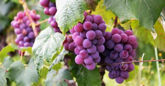 18 Manfaat Buah Anggur untuk Kesehatan Tubuh dan Wajah