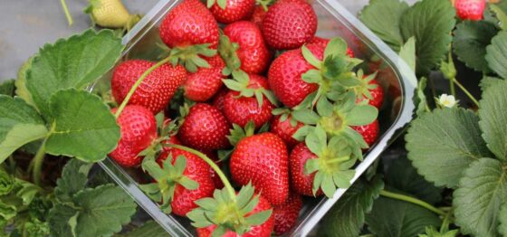 20 Manfaat Buah Strawberry Untuk Kesehatan, Sudah Tahu? | Blog Rey