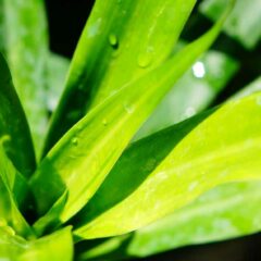 5 Manfaat Daun Suji untuk Kesehatan Tubuh, Bisa Menurunkan Kolesterol!