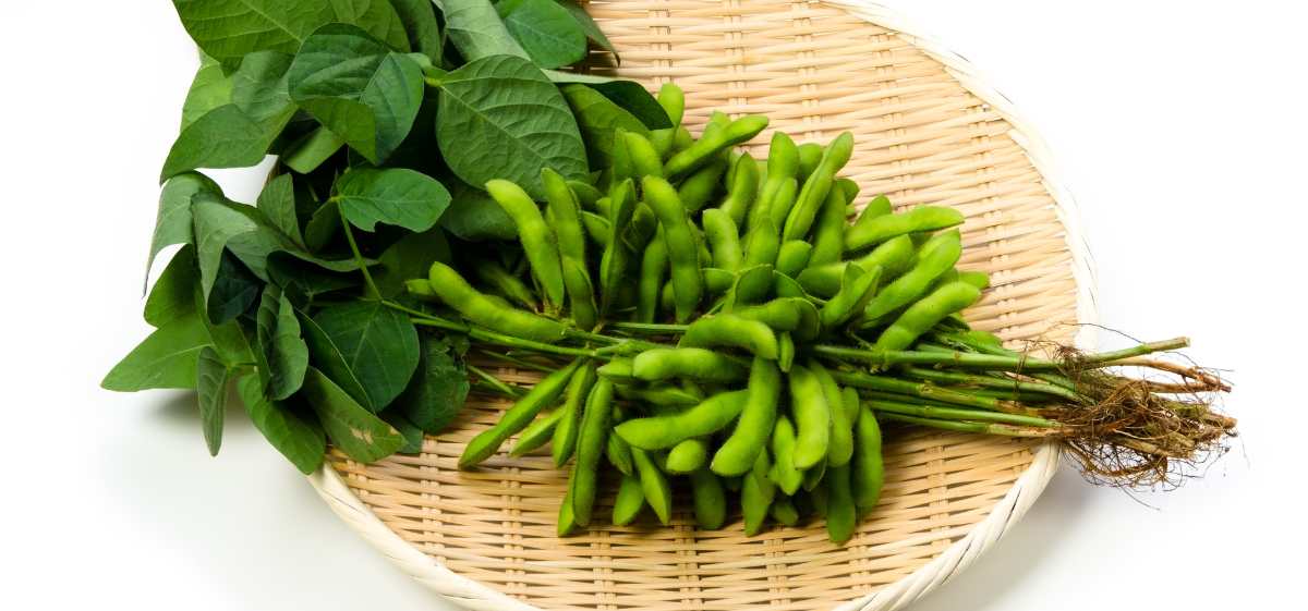 15 Manfaat Edamame dan Kandungan Nutrisinya Blog Rey
