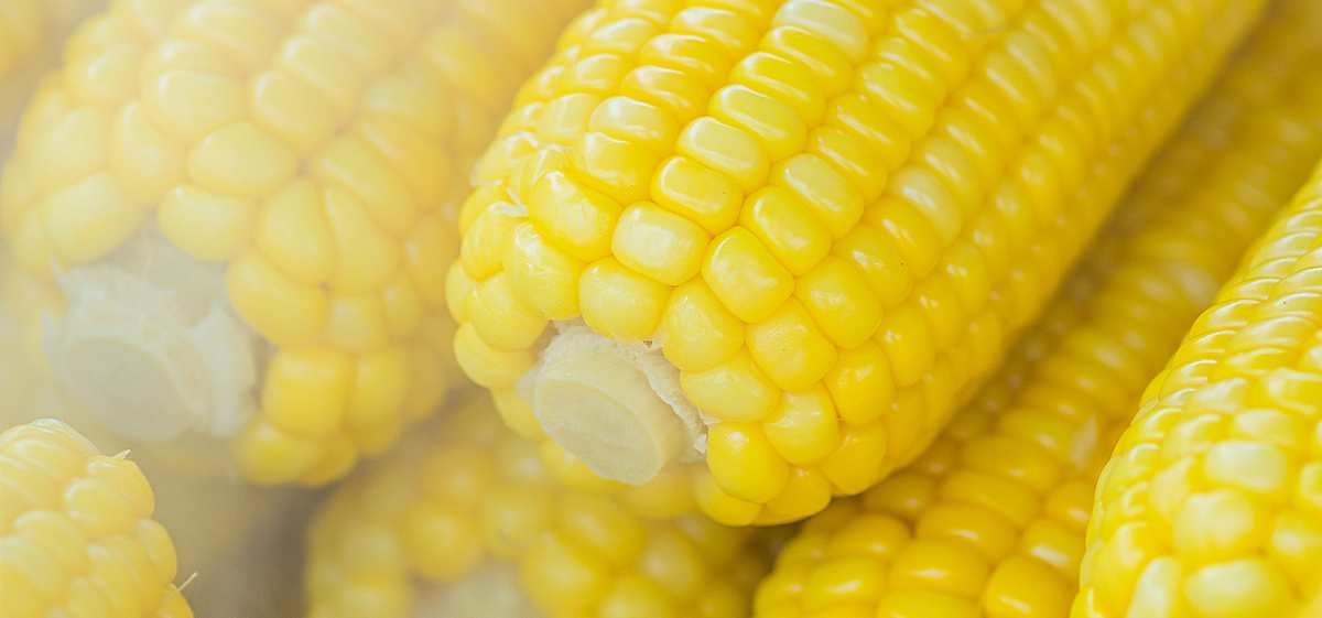 Jagung rebus mengandung sejumlah kandungan nutrisi yang sangat bermanfaat untuk kesehatan tubuh.