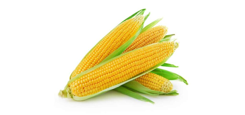 Menguak Keajaiban Jagung: Lebih dari Sekadar Makanan Pokok, Kunci Kesehatan Optimal Menguak Keajaiban Jagung: Lebih dari Sekadar Makanan Pokok, Kunci Kesehatan Optimal