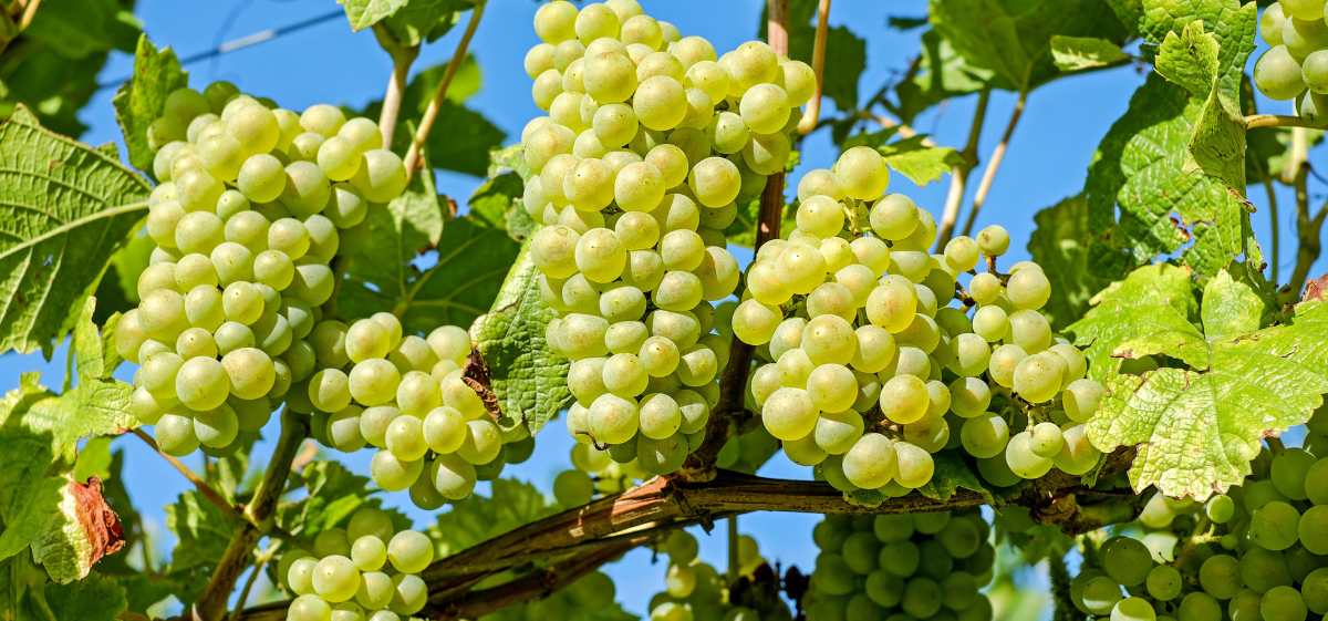 Salah satu manfaat buah anggur ialah membantu menjaga kesehatan kulit.