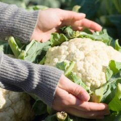 10 Manfaat Kembang Kol dan Efek Sampingnya bagi Tubuh