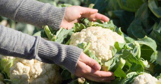 10 Manfaat Kembang Kol dan Efek Sampingnya bagi Tubuh