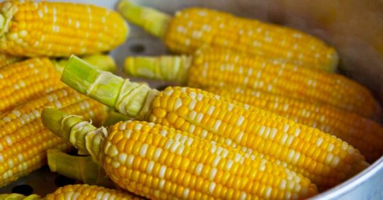 11 Manfaat Jagung Manis Rebus, Salah Satunya Baik untuk Ibu Hamil