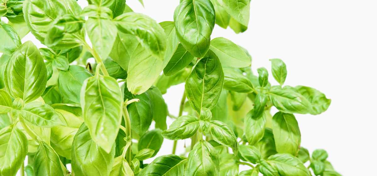 Salah satu manfaat kemangi adalah mengurangi stres oksidatif.