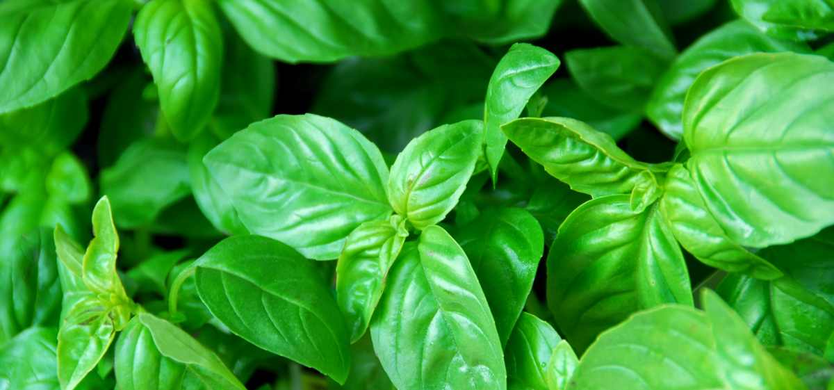 Daun kemangi juga dipercaya dapat membantu mengatasi masalah kulit wajah yang berminyak dari dalam.