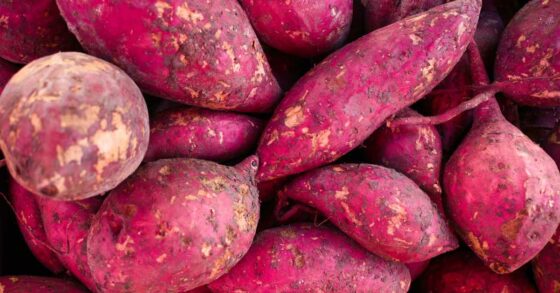 13 Manfaat Ubi Jalar untuk Kesehatan Tubuh dan Kandungan Nutrisinya