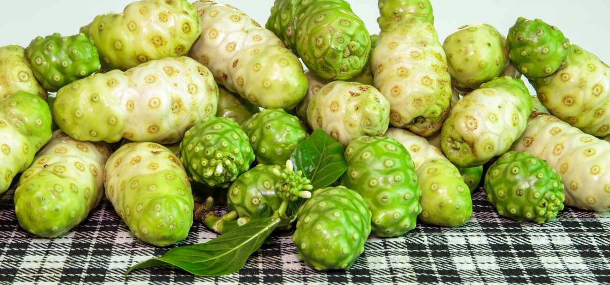 Salah satu cara mengolah buah mengkudu yang paling populer adalah dengan mencampurnya dalam jus buah lain.