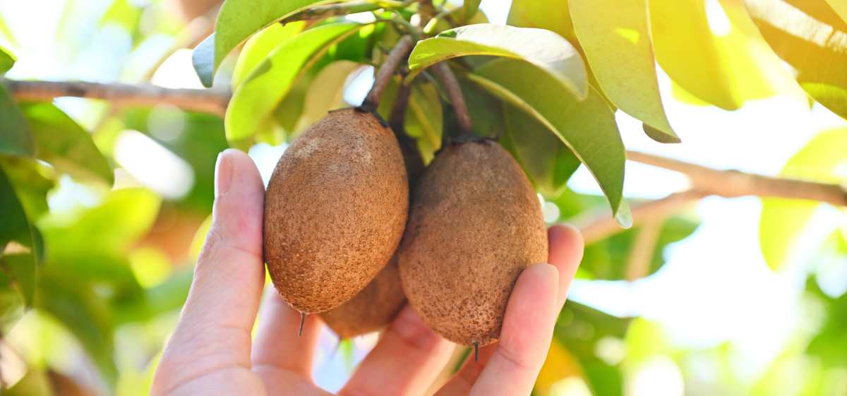 Manfaat buah sawo lainnya, yakni menjaga kesehatan jantung.