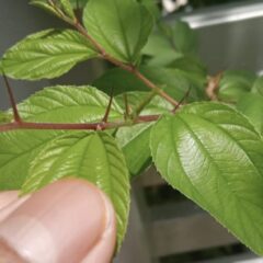 15 Manfaat Daun Bidara untuk Kesehatan dan Kecantikan