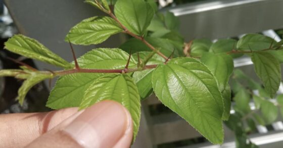 15 Manfaat Daun Bidara untuk Kesehatan dan Kecantikan