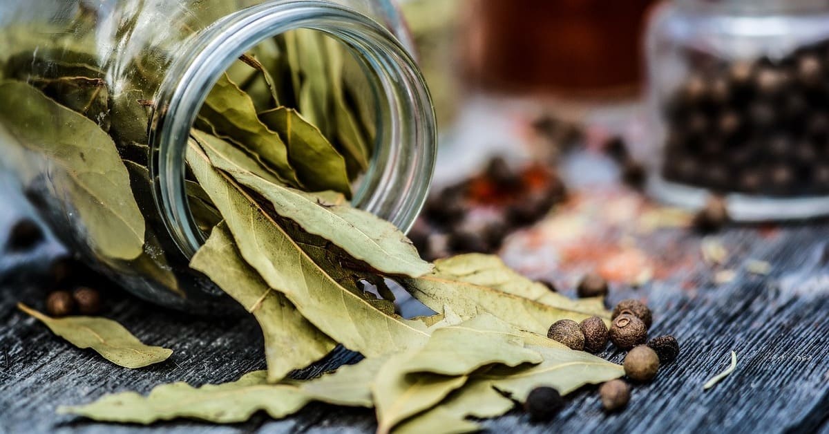 Khasiat Daun Salam Untuk Kesehatan