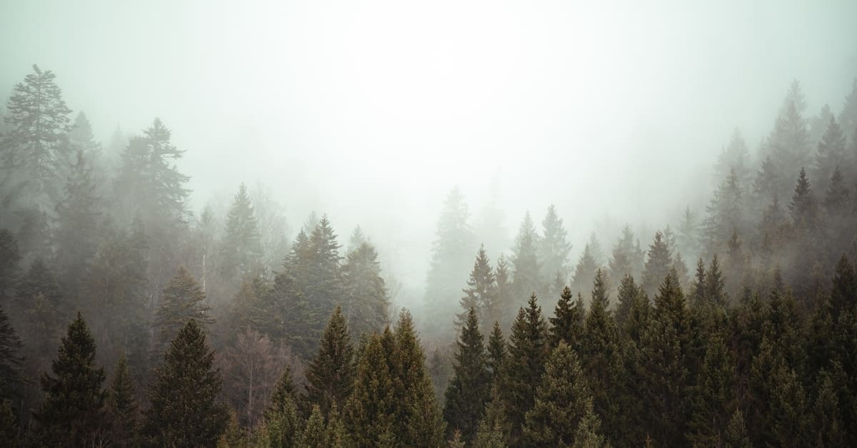 Jenis-Jenis Pohon Cemara yang indah